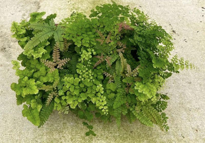 4" Fern Maidenhair Assortment